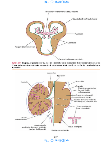 Neuroanatomia-Clinica-Snell-7a-Edicionbooksmedicosorg-64.pdf