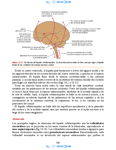 Neuroanatomia-Clinica-Snell-7a-Edicionbooksmedicosorg-65.pdf
