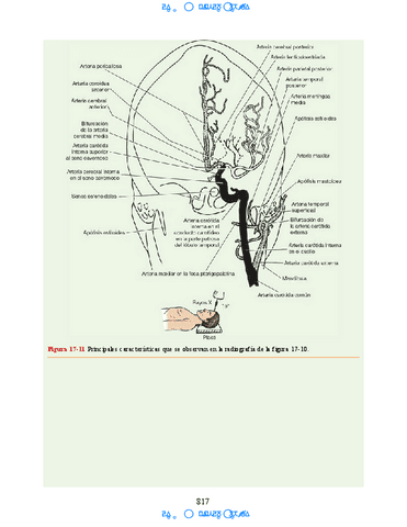 Neuroanatomia-Clinica-Snell-7a-Edicionbooksmedicosorg-69.pdf