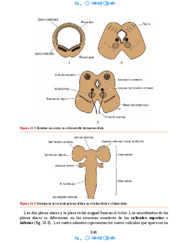 Neuroanatomia-Clinica-Snell-7a-Edicionbooksmedicosorg-66.pdf