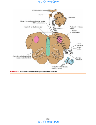 Neuroanatomia-Clinica-Snell-7a-Edicionbooksmedicosorg-46.pdf