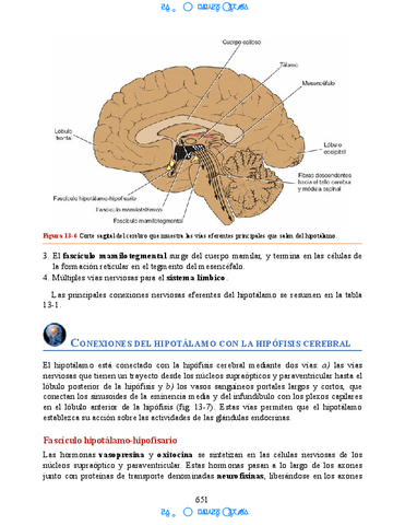 Neuroanatomia-Clinica-Snell-7a-Edicionbooksmedicosorg-51.pdf