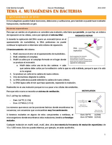 Tema-4.-Mutagenesis-en-bacterias.pdf
