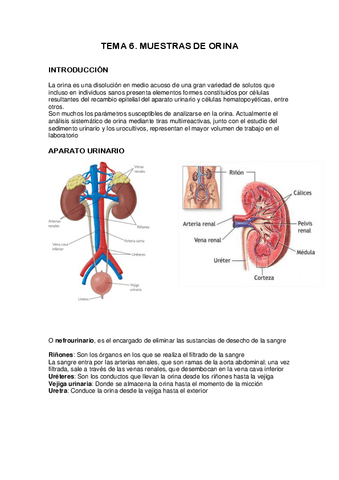 Tema-6-muestras-de-orina.pdf