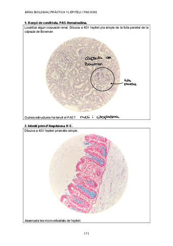 Visu-histo.pdf