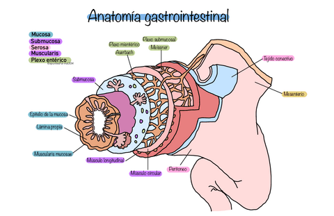 Anatomia-tractogastrointestinal.pdf