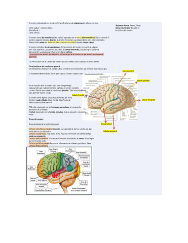 Cerebro.pdf