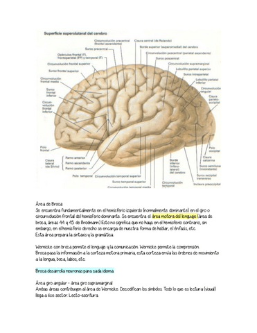 Lobulo-frontal.pdf