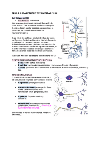T.3.-ORGANIZACION-Y-ESTRUCTURA-DEL-SN.pdf