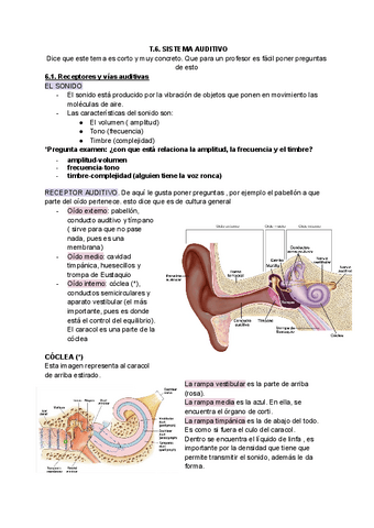 T.6-SISTEMA-AUDITIVO.pdf