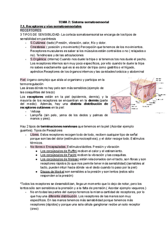 TEMA-7-Sistema-somatosensorial-1.pdf