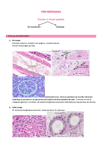 VISU-HISTOLOGIA.pdf