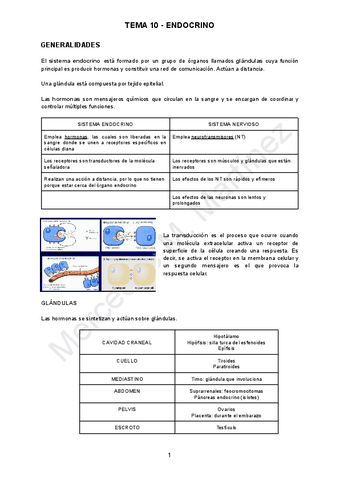 Tema-10-ANATO.pdf