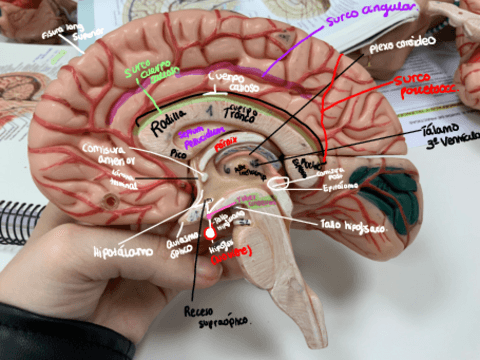 cortes-de-cerebro-cabeza-maqueta.pdf