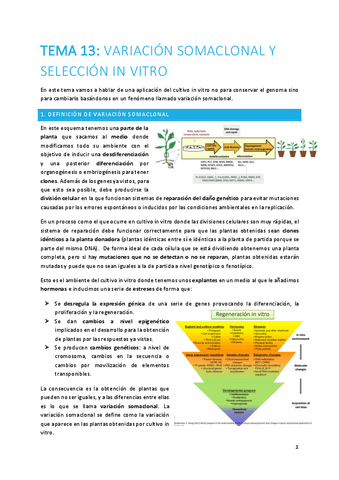 TEMA-13-plantas.pdf