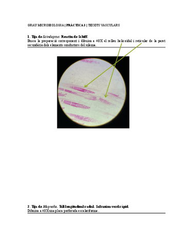 3Teixits-vasculars.pdf