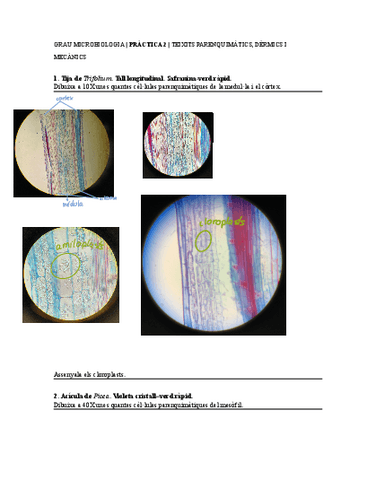 2Teixits-parenquimatics-dermics-i-mecanics.pdf