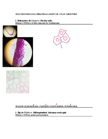 1Paret-i-meristems.pdf