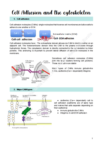 3.-Cytoskeleton-and-Cell-Adhesion.pdf
