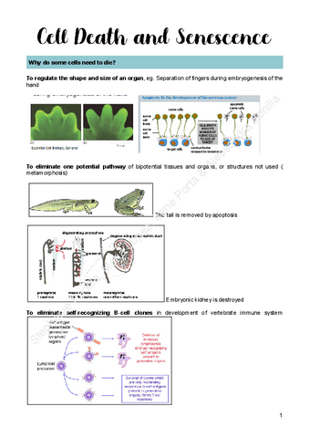 6.-Cell-Death-and-Senescence.pdf