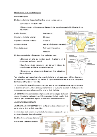 Articulaciones-Cintura-escapular.pdf