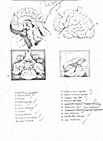 láminas.pdf