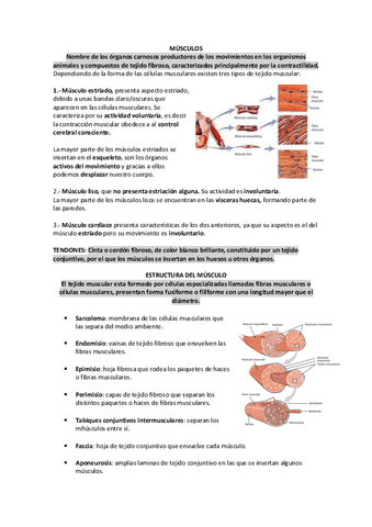 Principios-de-los-musculos.pdf