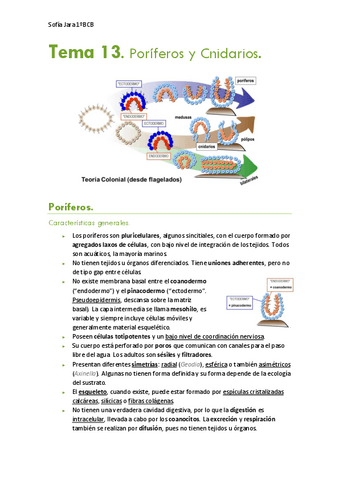 Tema-13.-Poriferos-y-Cnidarios.pdf