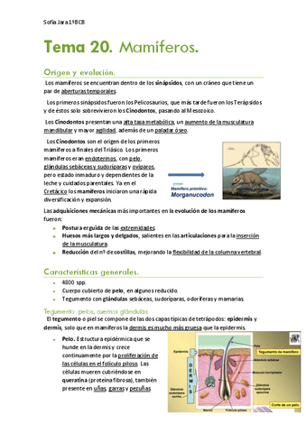 Tema-20.-Mamiferos.pdf