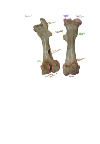 Rotulacion-de-femur-de-equino.pdf