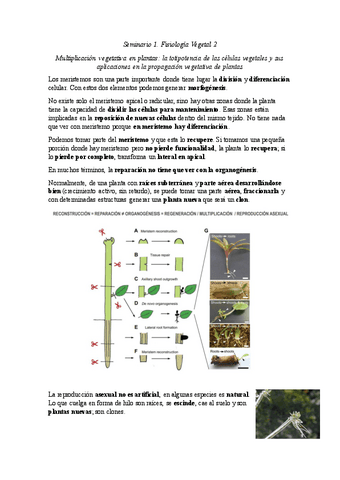 SEMINARIOS-VEGETAL-II.pdf