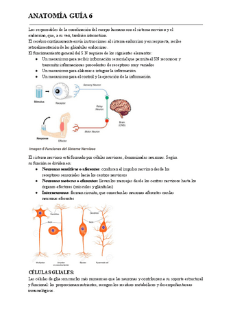 Sistema-nervioso-Guia-5-Anatomia.pdf