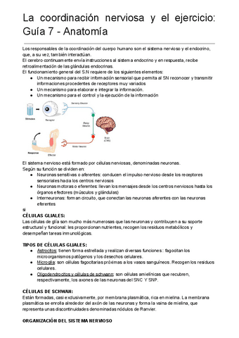 La-coordinacion-nerviosa-y-el-ejercicio-Guia-7-Anatomia.pdf