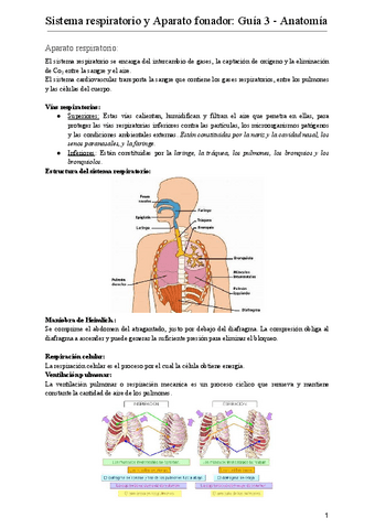 SISTEMA-RESPIRATORIO-Y-APARATO-FONADOR-Guia-3-Anatomia.pdf