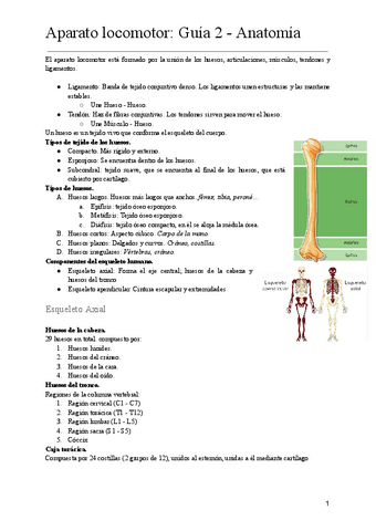Aparato-locomotor-Guia-2-Anatomia.pdf