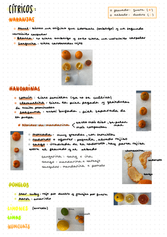Citricos-y-Frutales-Pepita-arbol-fruto.pdf