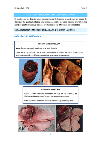 Tema-3.-Descripcion-macroscopica-de-lesiones.pdf
