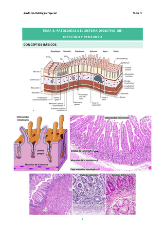Tema-3.-Patologias-del-Sistema-Digestivo-III.pdf