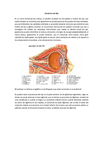 15-ANATOMIA-OJO.pdf