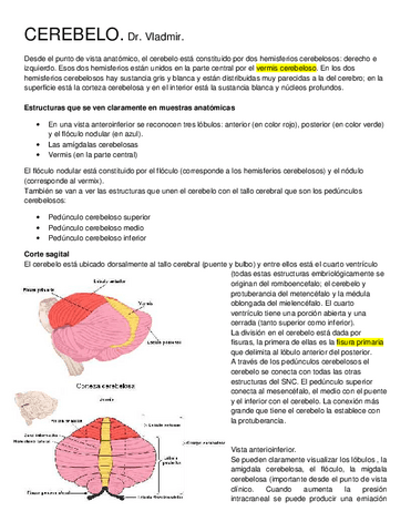 11-CEREBELO.-Vladimir.pdf