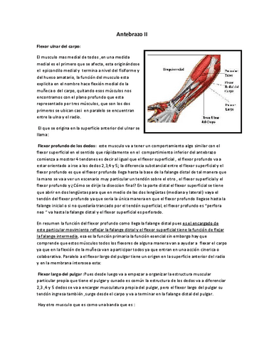 16-ANTEBRAZO-Y-MANO.-Ballesteros.pdf