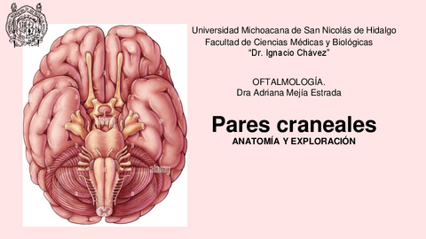 PARES-CRANEALES.pdf