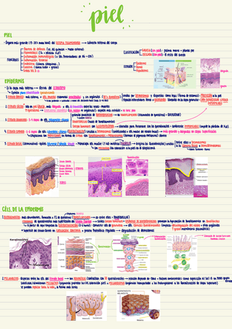 Esquema-T.11-PIEL.pdf