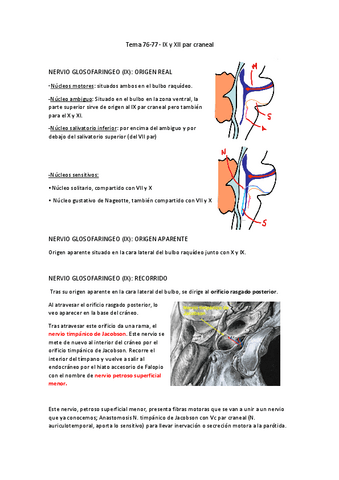 Tema-76-77-IX-y-XII-par-craneal.pdf