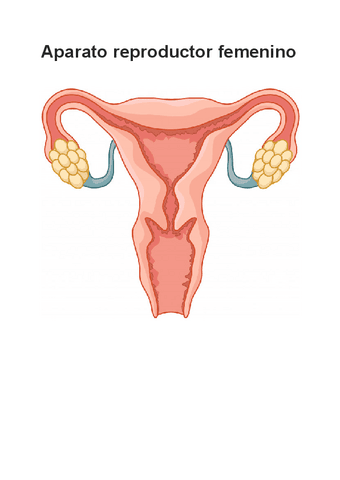 Trabajo-Aparato-reproductor-femenino.pdf
