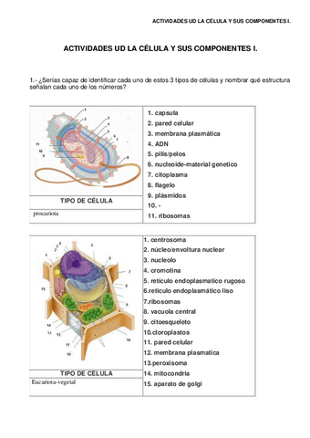 Actividdes-de-la-celula-y-sus-componentes.pdf