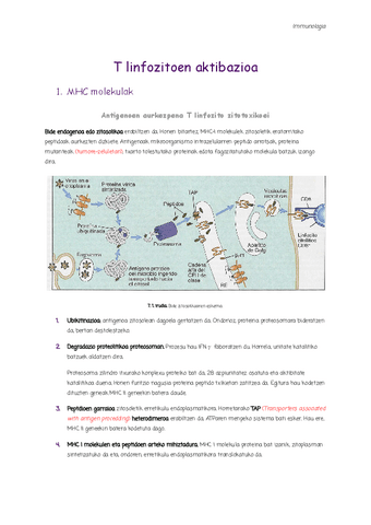 7.-T-linfozitoen-aktibazioa.pdf