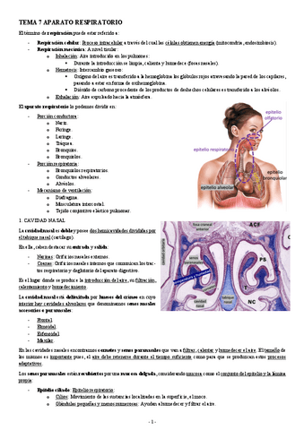 HISTOLOGIA-TEMA-7-APARATO-RESPIRATORIO.pdf