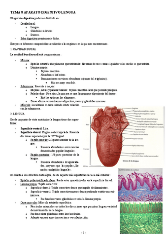HISTOLOGIA-TEMA-8-APARATO-DIGESTIVO-LENGUA.pdf