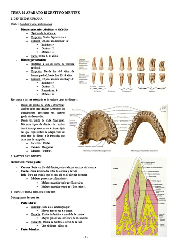 HISTOLOGIA-TEMA-10-APARATO-DIGESTIVO-DIENTES.pdf
